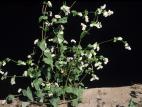 Sarrasin commun (Fagopyrum esculentum)_5