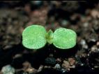 Galinsoga cilié (Galinsoga quadriradiata)_1