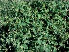 Galinsoga cilié (Galinsoga quadriradiata)_8