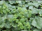 Galinsoga cilié (Galinsoga quadriradiata)_9