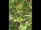 Galinsoga cilié (Galinsoga quadriradiata)_15