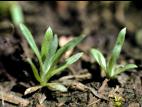 Gnaphale des vases (Gnaphalium uliginosum)_1