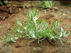 Gnaphale des vases (Gnaphalium uliginosum)_3