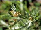 Gnaphale des vases (Gnaphalium uliginosum)_4