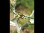 Gnaphale des vases (Gnaphalium uliginosum)_11