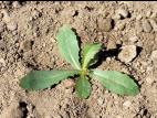Laitue scariole (Lactuca serriola)_2