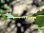 Laitue scariole (Lactuca serriola)_4