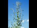 Laitue scariole (Lactuca serriola)_6