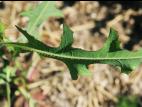 Laitue scariole (Lactuca serriola)_9