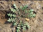 Lépidie densiflore (Lepidium densiflorum)_2