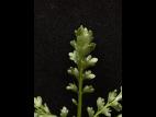 Lépidie densiflore (Lepidium densiflorum)_11