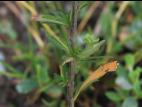 Lépidie densiflore (Lepidium densiflorum)_12
