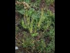 Lépidie densiflore (Lepidium densiflorum)_13