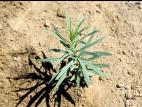 Linaire vulgaire (Linaria vulgaris)_1