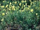 Linaire vulgaire (Linaria vulgaris)_3