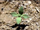 Linaire vulgaire (Linaria vulgaris)_5