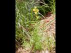 Linaire vulgaire (Linaria vulgaris)_8