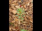 Linaire vulgaire (Linaria vulgaris)_10