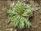 Matricaire odorante (Matricaria discoidea)_3