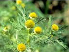 Matricaire odorante (Matricaria discoidea)_4