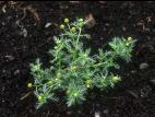 Matricaire odorante (Matricaria discoidea)_7
