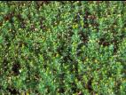 Matricaire odorante (Matricaria discoidea)_8