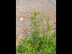 Matricaire odorante (Matricaria discoidea)_18