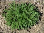 Matricaire inodore (Tripleurospermum inodorum)_4