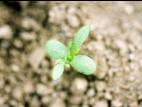 Matricaire inodore (Tripleurospermum inodorum)_5