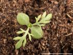 Matricaire inodore (Tripleurospermum inodorum)_9