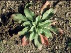 Onagre bisannuelle (Oenothera biennis)_3