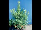 Onagre bisannuelle (Oenothera biennis)_7