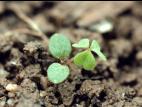 Oxalide Europe (Oxalis stricta)_1