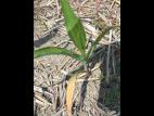 Maïs grain et fourrager - glyphosate (9)_3