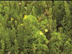 Oxalide Europe (Oxalis stricta)_6