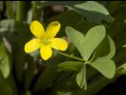 Oxalide Europe (Oxalis stricta)_8