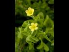 Oxalide Europe (Oxalis stricta)_9