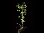 Oxalide Europe (Oxalis stricta)_12