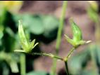 Oxalide Europe (Oxalis stricta)_15