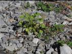 Oxalide Europe (Oxalis stricta)_21