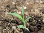Panic capillaire (Panicum capillare)_1