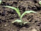Panic capillaire (Panicum capillare)_2