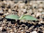 Panic capillaire (Panicum capillare)_3