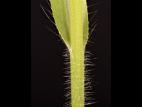 Panic capillaire (Panicum capillare)_15
