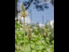 Plantain lancéolé (Plantago lanceolata)_1