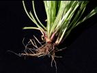 Plantain lancéolé (Plantago lanceolata)_7