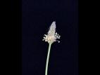 Plantain lancéolé (Plantago lanceolata)_8