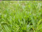 Plantain lancéolé (Plantago lanceolata)_11