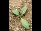 Plantain majeur (Plantago major)_1