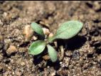 Plantain majeur (Plantago major)_2